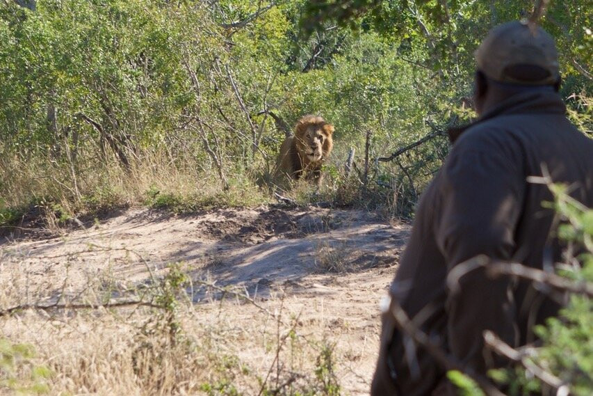 Down South Safaris