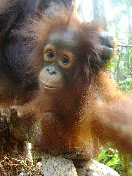 Wild Orangutan Tours - Day Tours-Pangkalan Bun必去景点