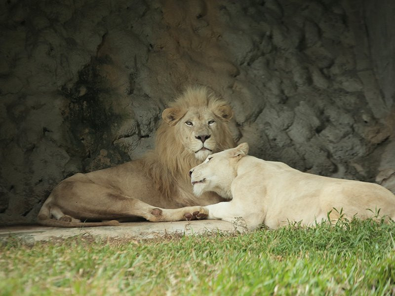 Bukit Gambang Safari Park景点图片