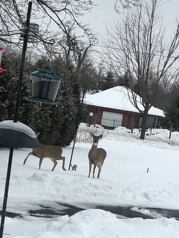 Lake Geneva Lodge主图