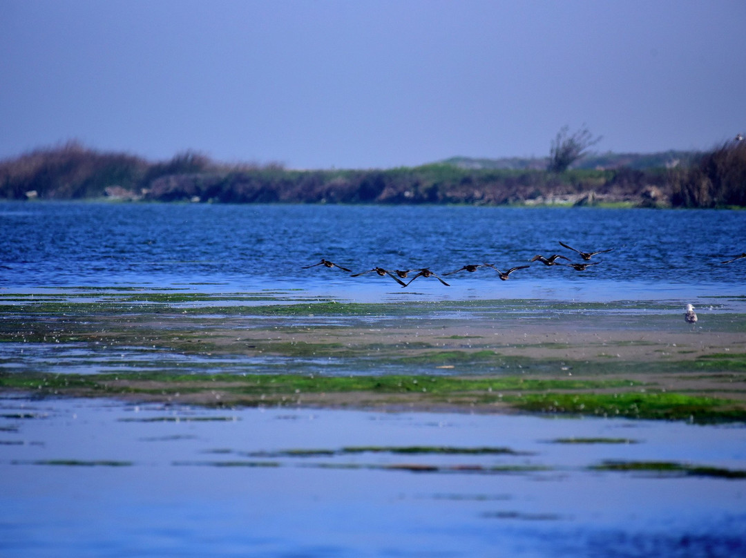 Salinas River National Wildlife Refuge景点图片