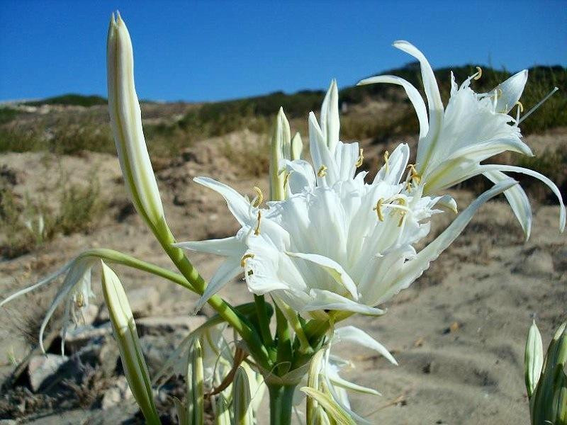 Pittulongu旅游攻略图片