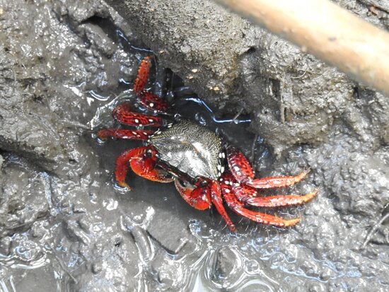 Corvina Beach-Salinopolis必去景点