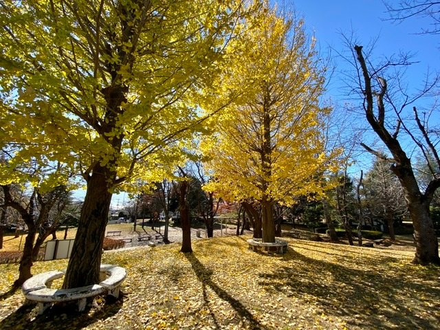 Tagaya Castle Ruins-能代市必去景点