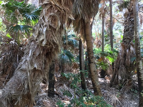 John Ward Rainforest Walk-福斯特必去景点