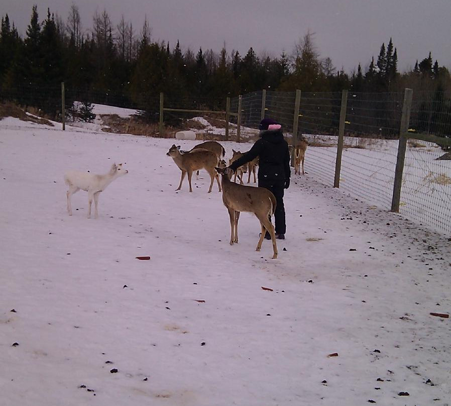 Deer Haven Lodge