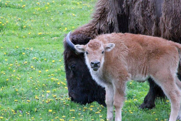 Rocky Mountain Buffalo Ranch & Guest Cabins景点图片