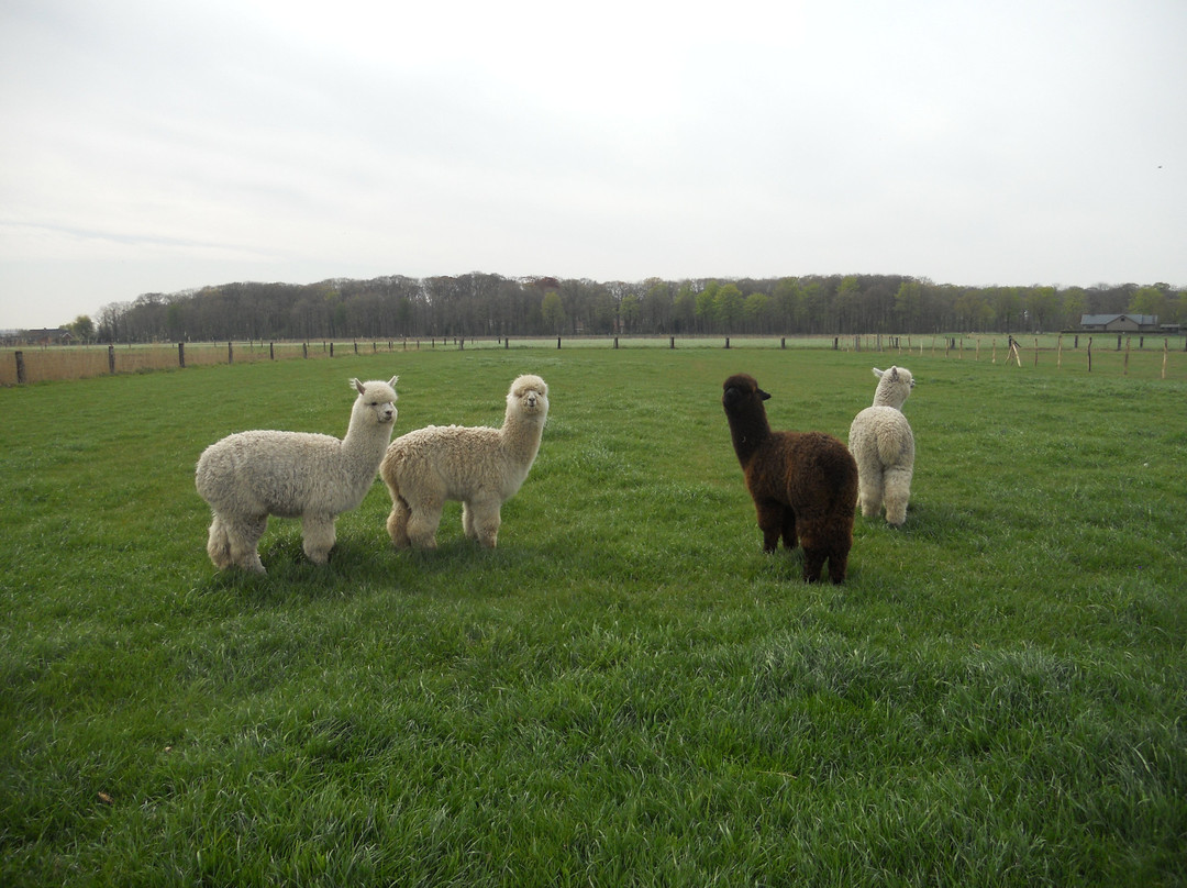 Sunset Alpaca