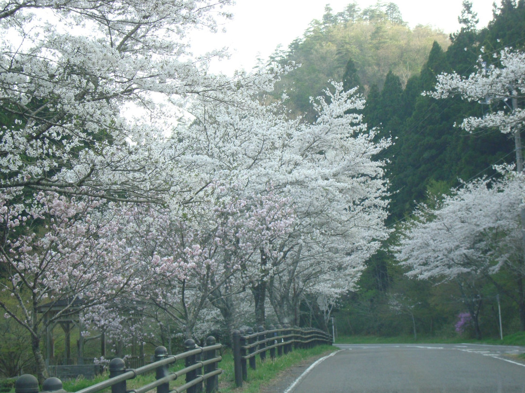 关市旅游景点-Teraogaharasenbon Sakura Park