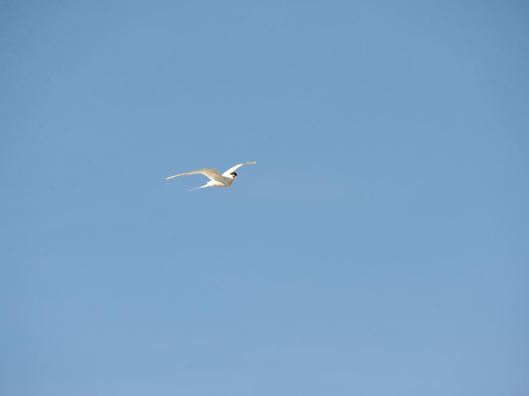 Strandsjo Bird Reserve景点图片