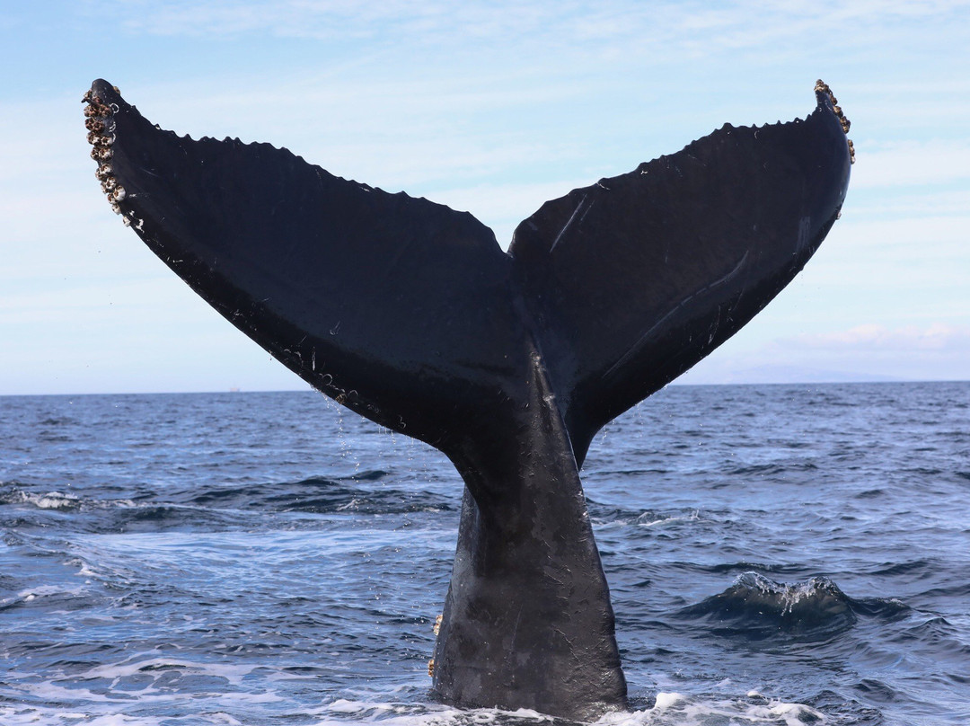 East Meets West Whale Watching