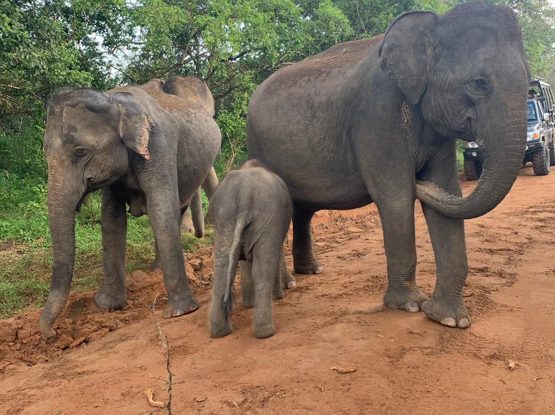 Nehansa Resort And Safari主图