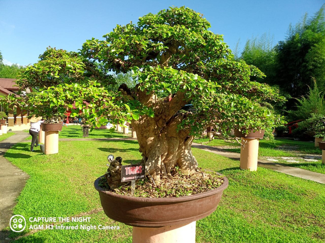 Cagayan Valley Region旅游景点-Bonsai No Sato Park