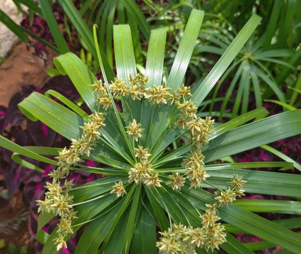 Yercaud景点图片