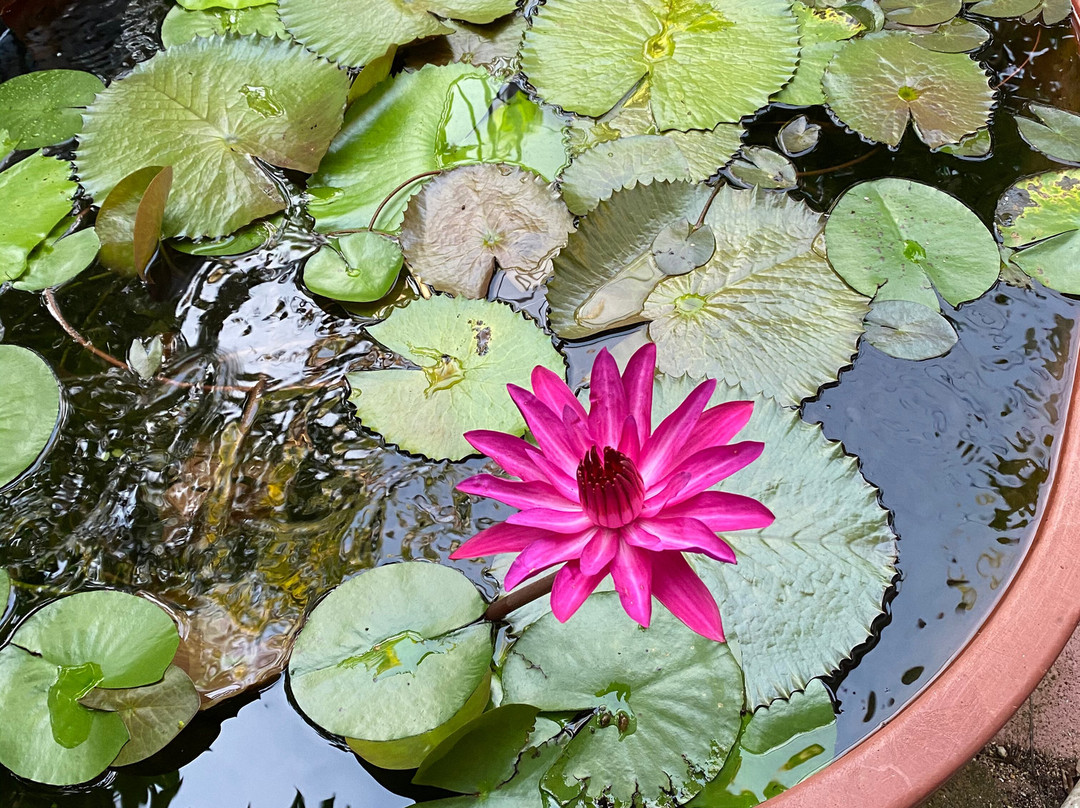 Martina's Oasis Spa-从莫雷洛斯港必去景点