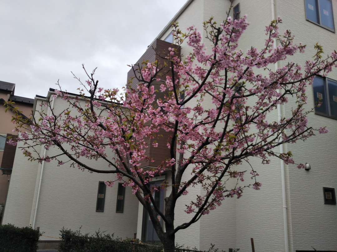 Sagamigaoka Nakayoshi Komichi Sakura Hyakka no Michi-座间市必去景点