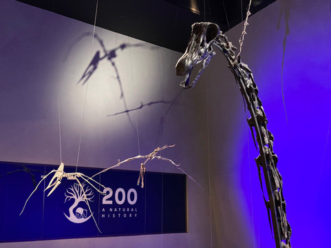 Lee Kong Chian Natural History Museum-新加坡必去景点