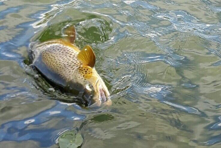 Jämtland Fishing Adventure景点图片