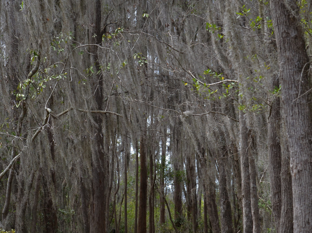 Chesser Island Homestead/Boardwalk-Folkston必去景点