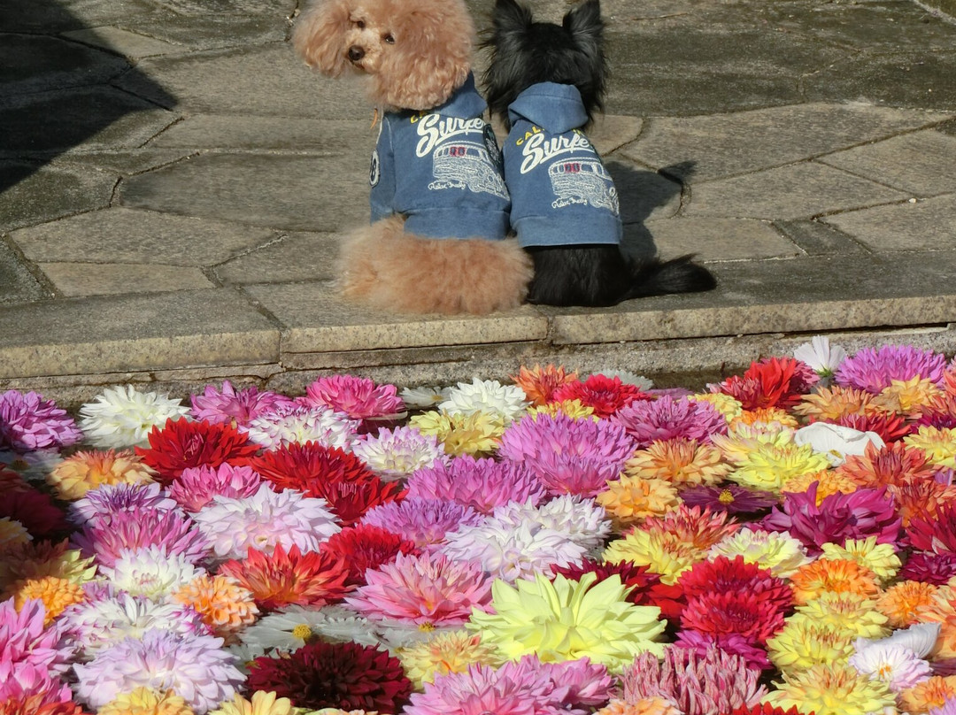Hyogo Prefectural Flower Center-加西市必去景点