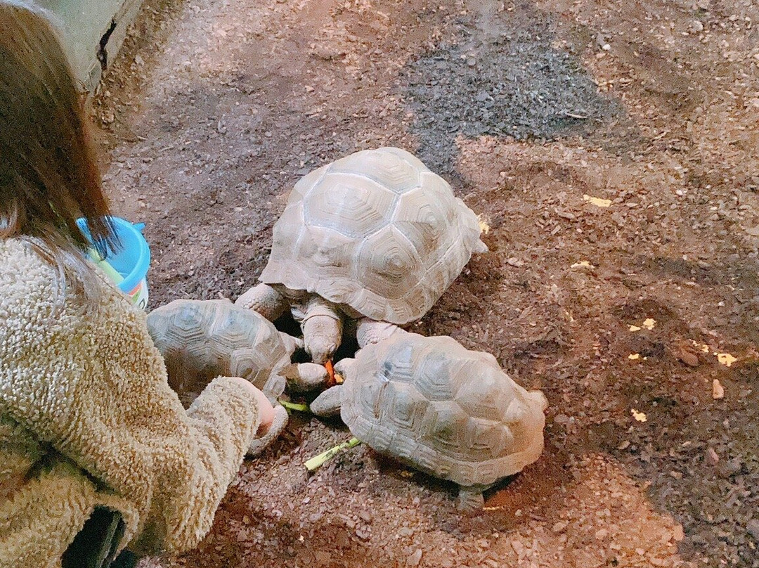 iZoo-河津町必去景点