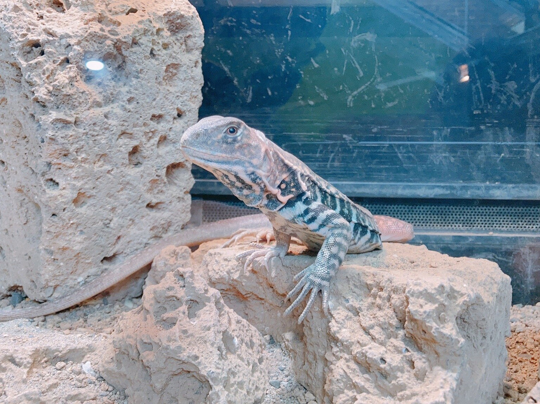 iZoo-河津町必去景点