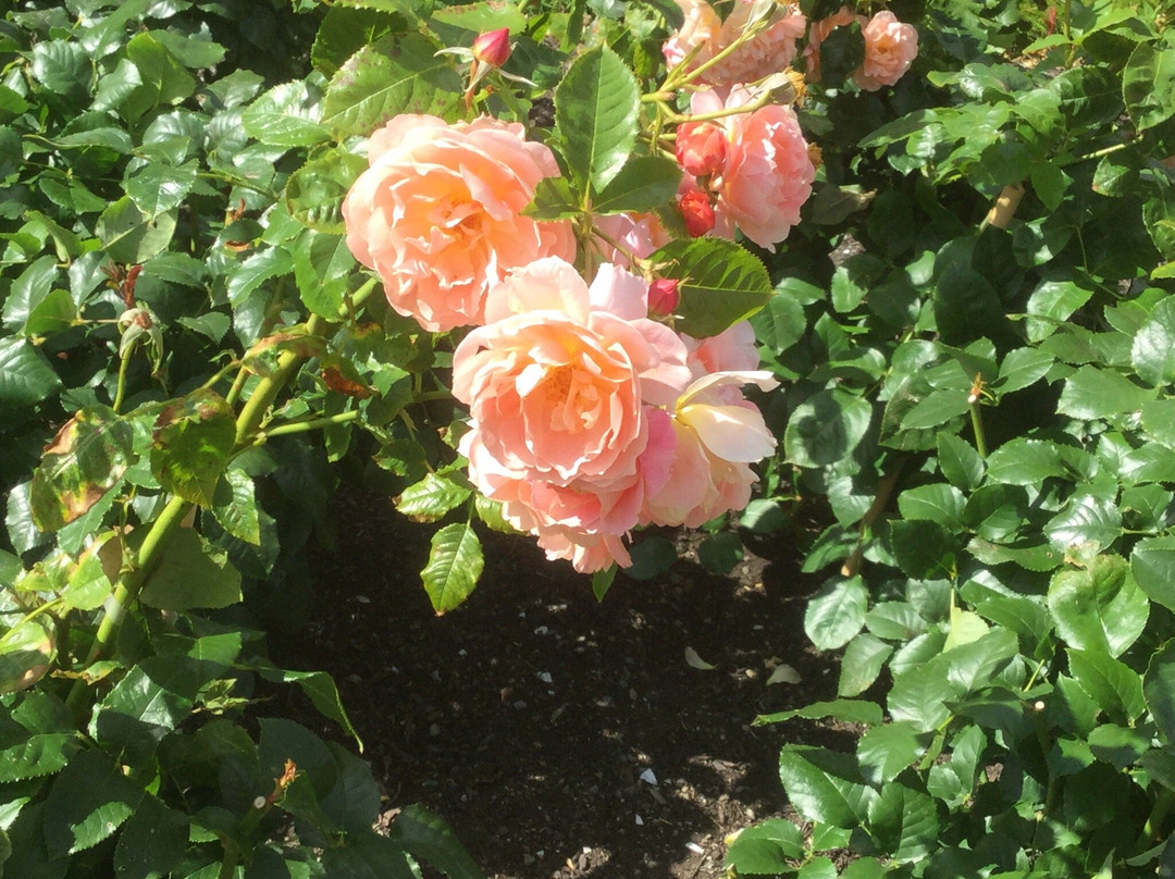 Lady Norwood Rose Garden景点图片