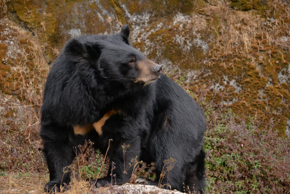 Mahananda Wildlife Sanctuary-大吉岭必去景点