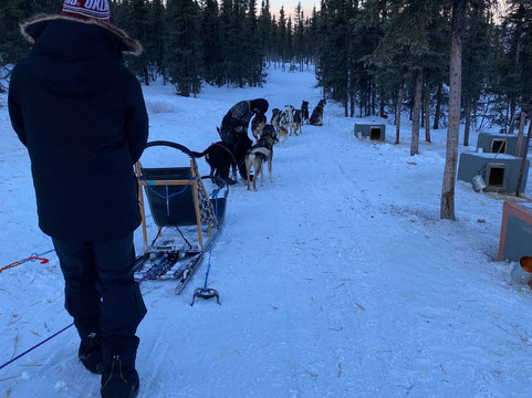 Black Spruce Dog Sledding-费尔班克斯必去景点