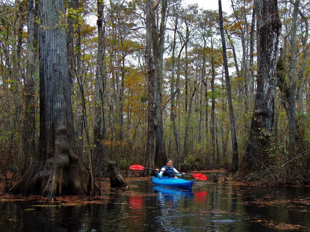 Gator Bait Adventure Tours-美特尔海滩必去景点