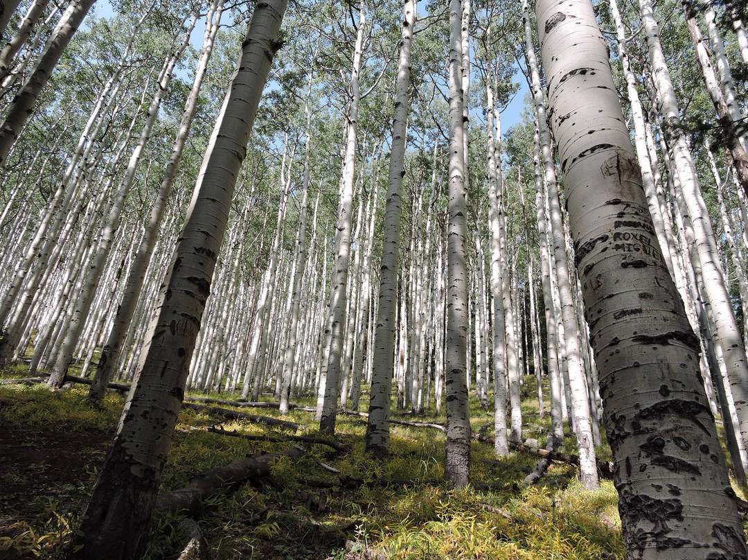 Lockett Meadow-弗拉格斯塔夫必去景点