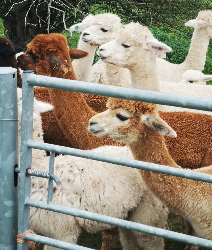 Faerie Tale Alpacas景点图片