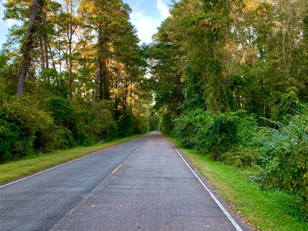 Dismal Swamp Canal Trail景点图片