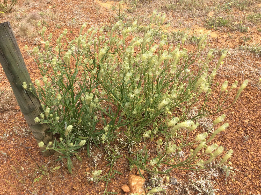 Mullewa Scenic Lookout
