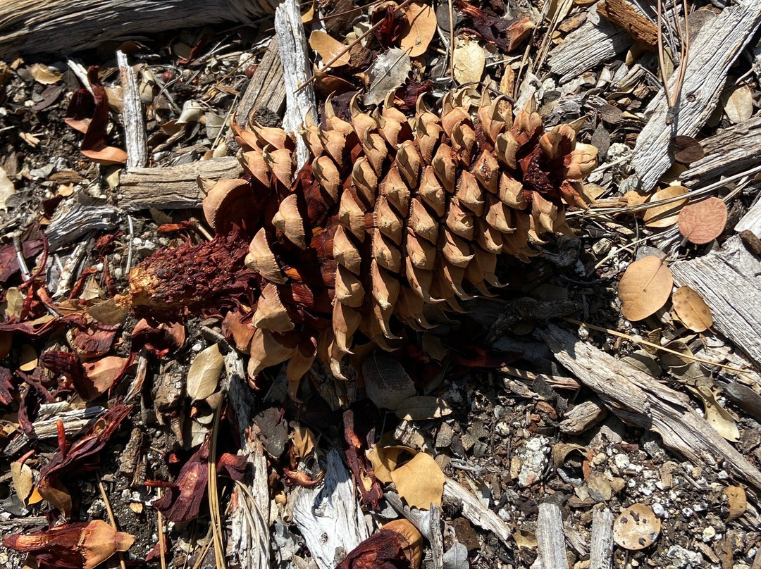 Idyllwild Nature Center-Idyllwild必去景点