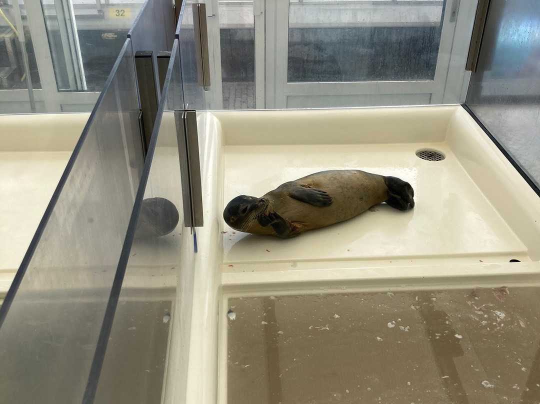 A Seal Zeehondenopvang en Expo Stellendam景点图片