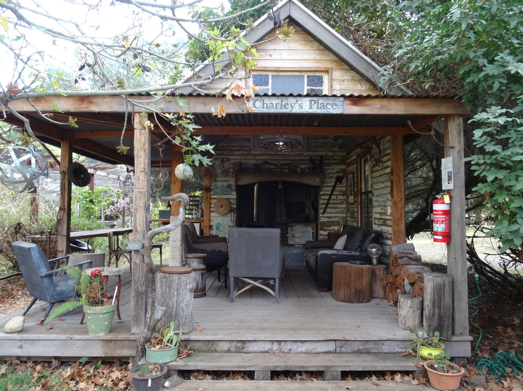 Laurels of Chinchilla主图