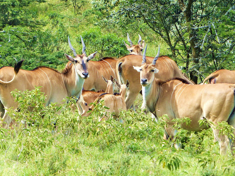 Cormorant Tours & Travel-纳库鲁必去景点