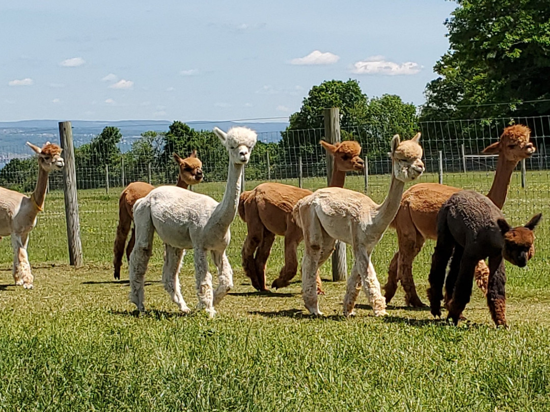 Cabin View Alpacas景点图片