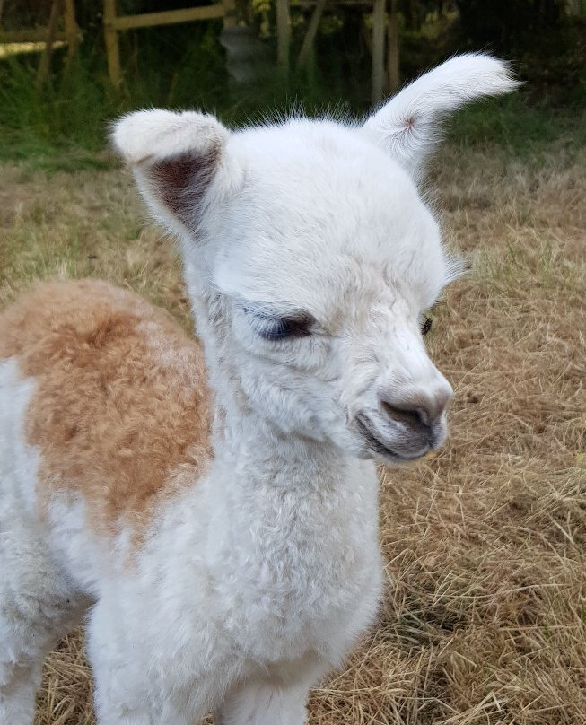 Cria Alpaga-Lanvellec必去景点