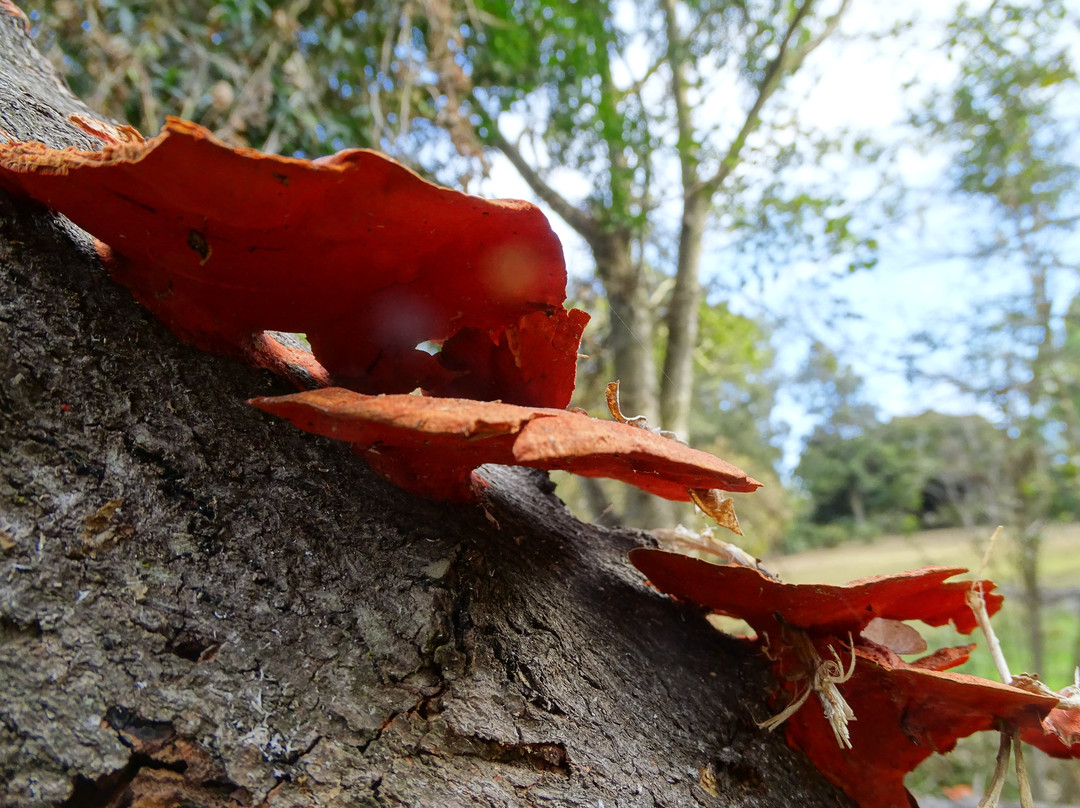 Wylie Park-彼得马里茨堡必去景点