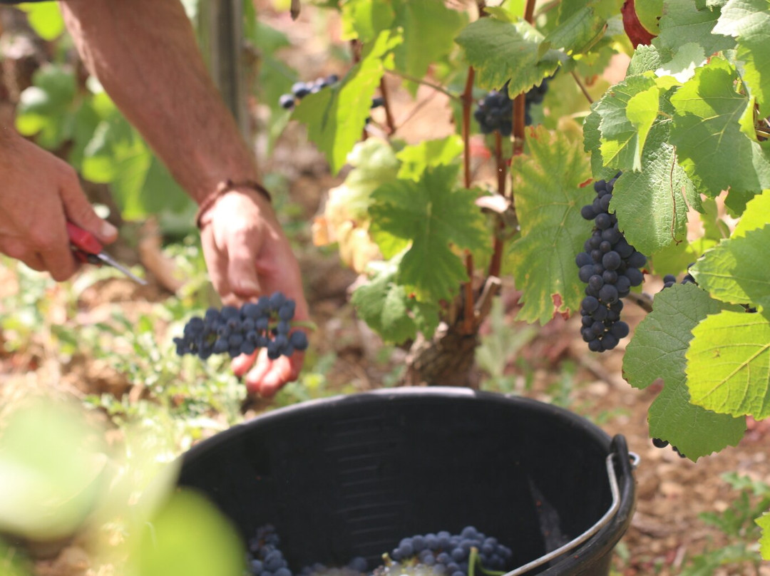 Domaine Francois Lumpp景点图片