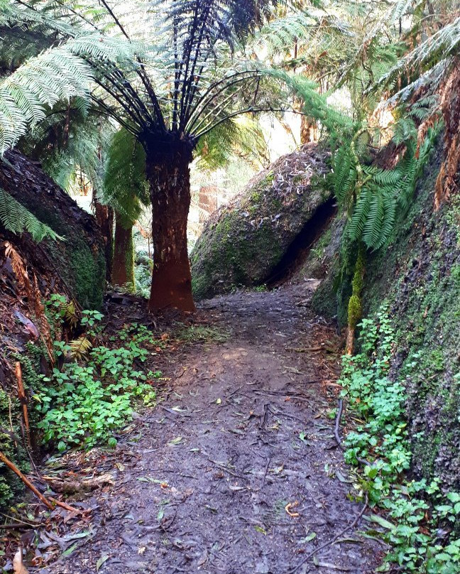 Glen Nayook Reserve-Neerim必去景点