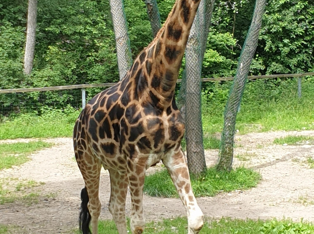 Zoo Schmiding-韦尔斯必去景点