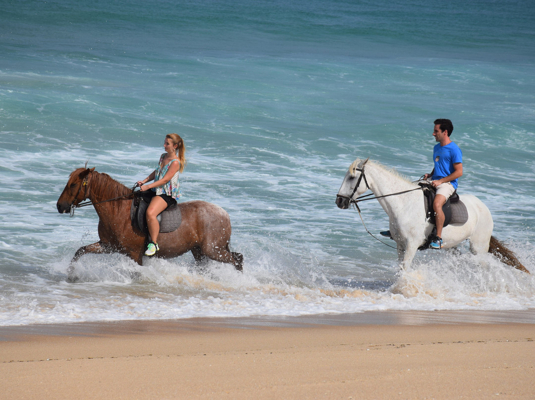 Passeios a Cavalo Melides景点图片