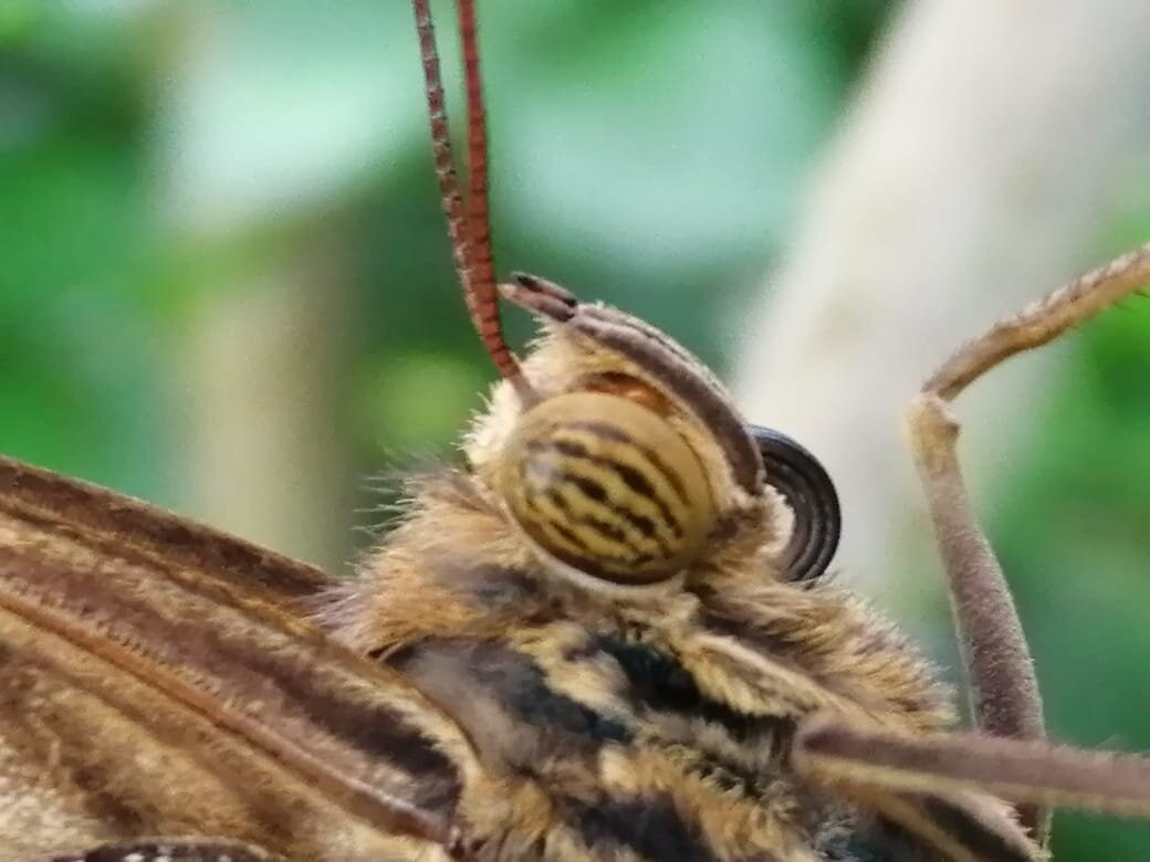 Mariposario La Casa De La Morpho Azul-Guácima必去景点