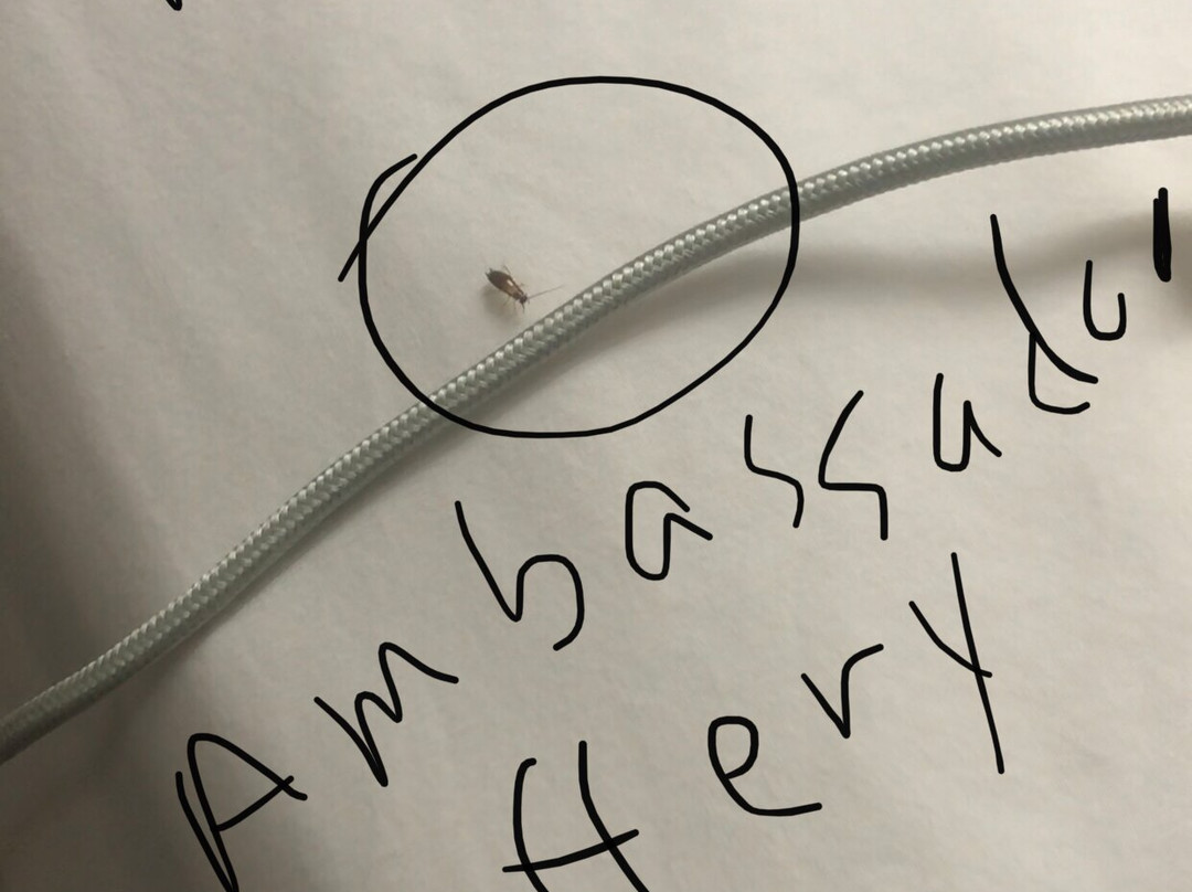 Microtel Inn & Suites by Wyndham Scott Lafayette主图