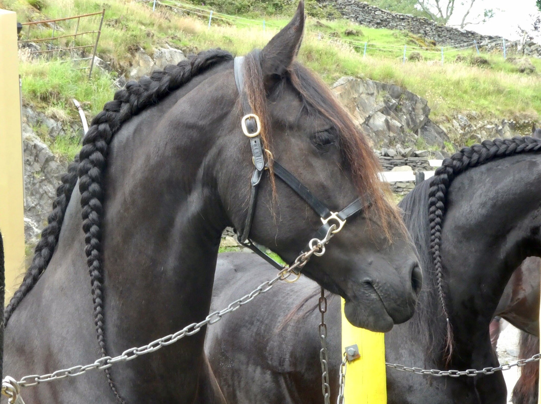 The Friesian Experience景点图片