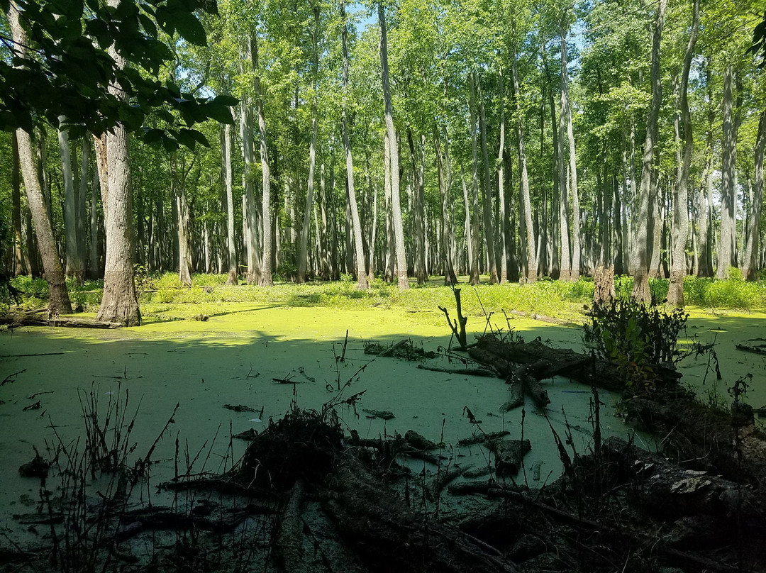 Heron Pond-Little Black Slough Nature Preserve景点图片