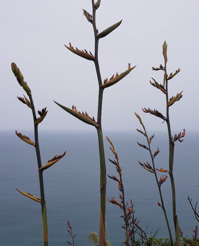 Mercer Bay Loop-皮哈海滩必去景点